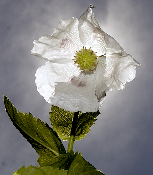 BACKLIT WHITE POPPY