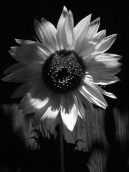BLK & WHT SUNFLOWER