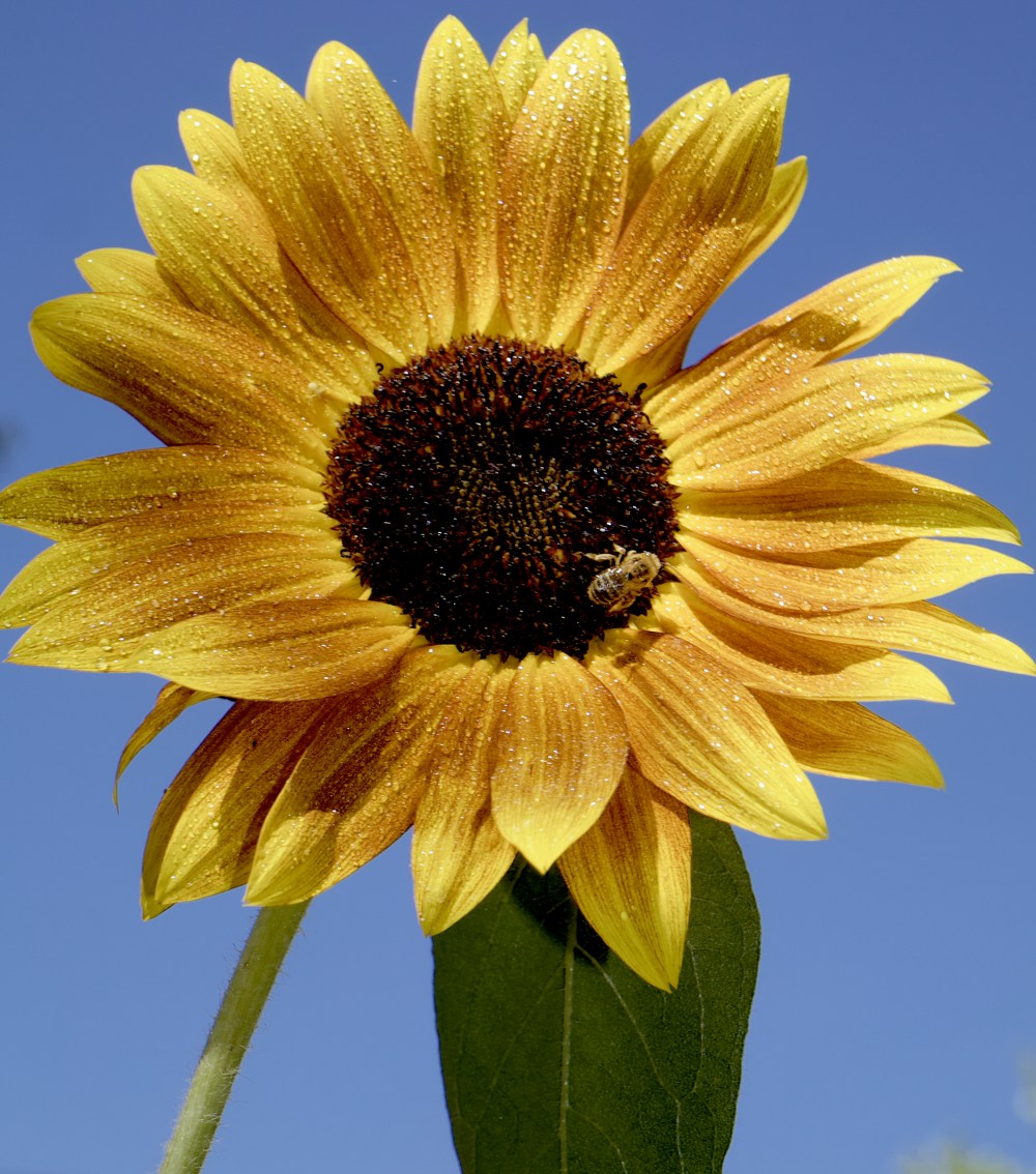 sunflower-w-dew-bee