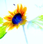 SUNFLOWER WITH BLUE CENTER