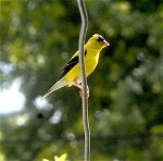 YELLOW FINCH