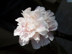 peonie