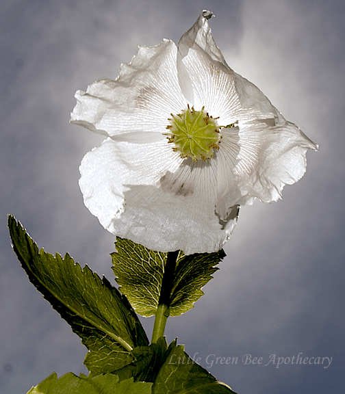 BACKLIT WHITE POPPY