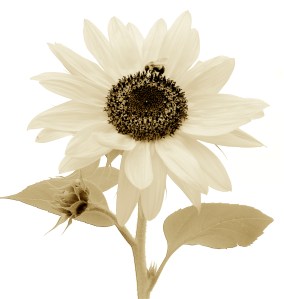 sepia-sunflower