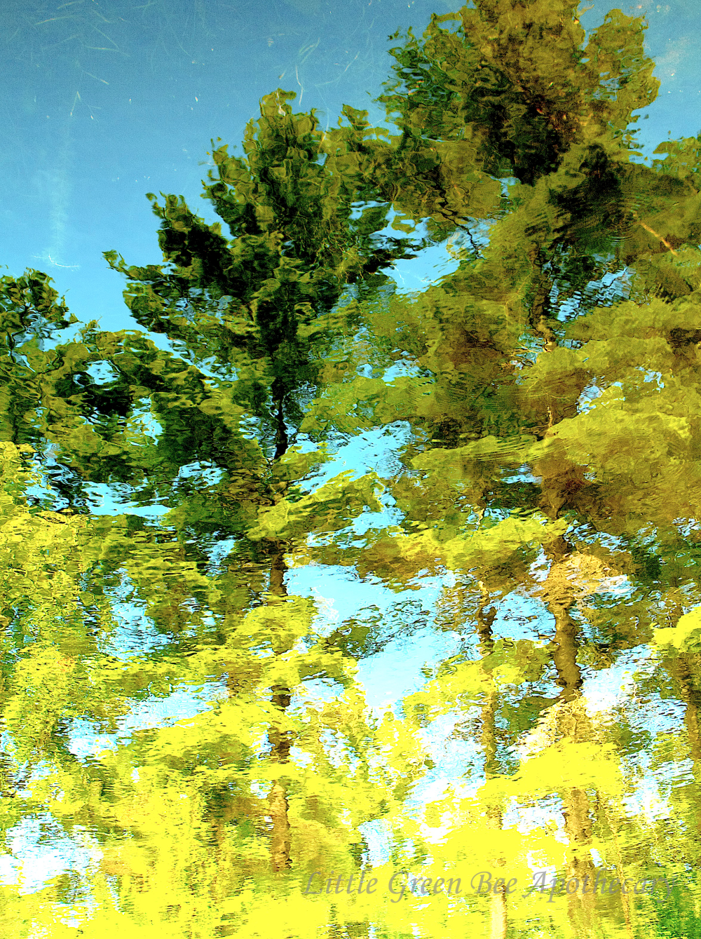 TREE REFLECTIONS WATERMARK