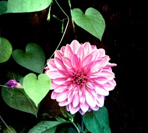 PINK DAHLIA & MORNING GLORIES CROPPED