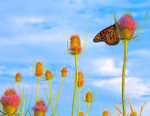 butterfly &amp; thistle