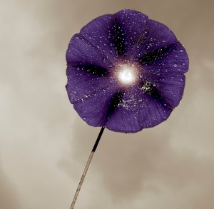 morning glory w pollen