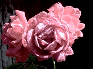 LARGE PINK ROSE *