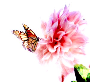 BUTTERFLY & PINK DAHLIA