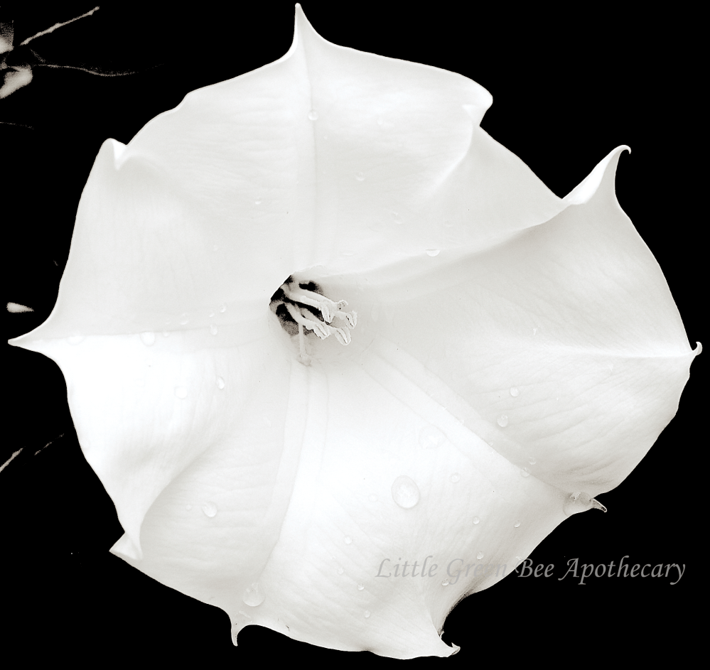 WHITE LILY WATERMARK