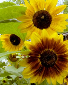 SUNFLOWER TRIO