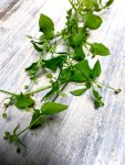 CHICKWEED