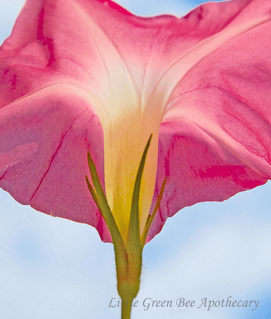 WATERMARK DRYBRUSHED PINK MORNING GLORY